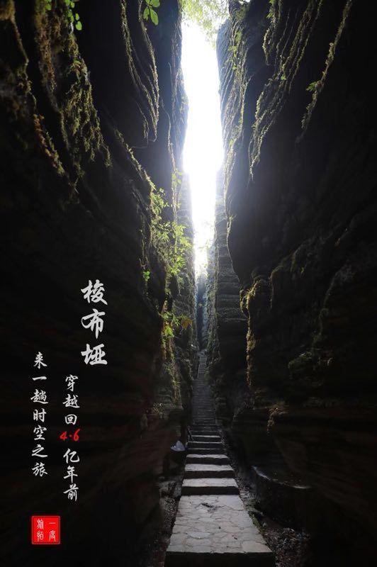 蜘蛛森林逃生